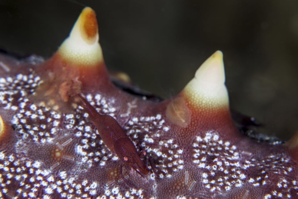 A tiny shrimp lives on a starfish in Lembeh Strait Indonesia Canvas Art - Ethan DanielsStocktrek Images (34 x 23)
