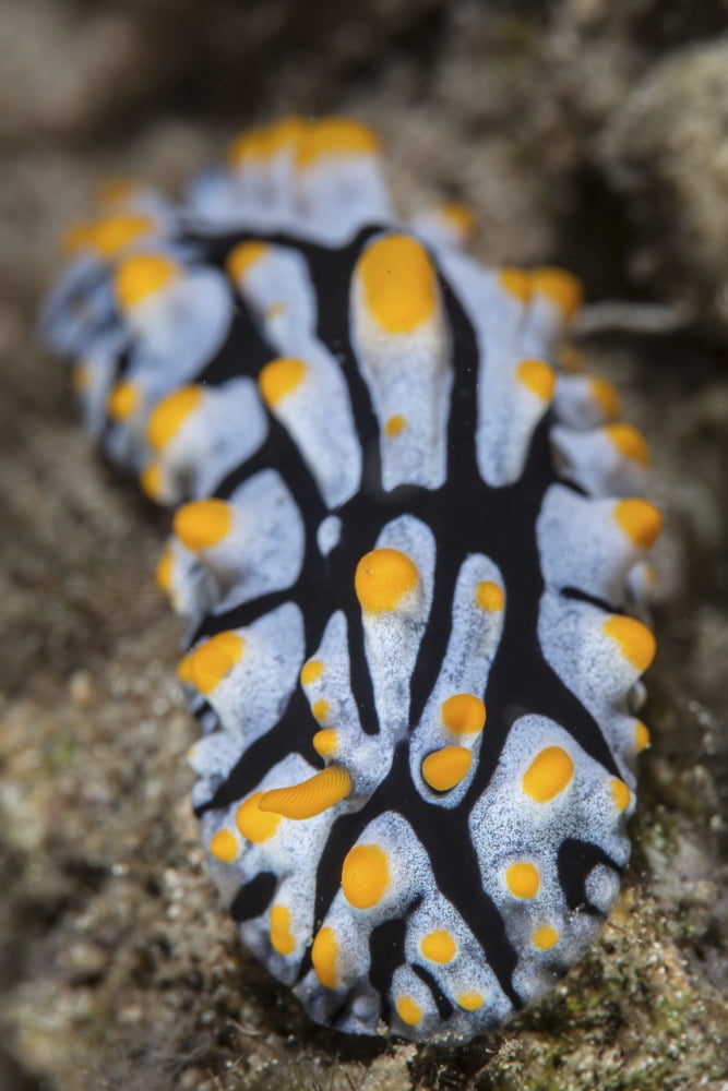 A toxic nudibranch crawls slowly across a reef Canvas Art - Ethan DanielsStocktrek Images (12 x 17)