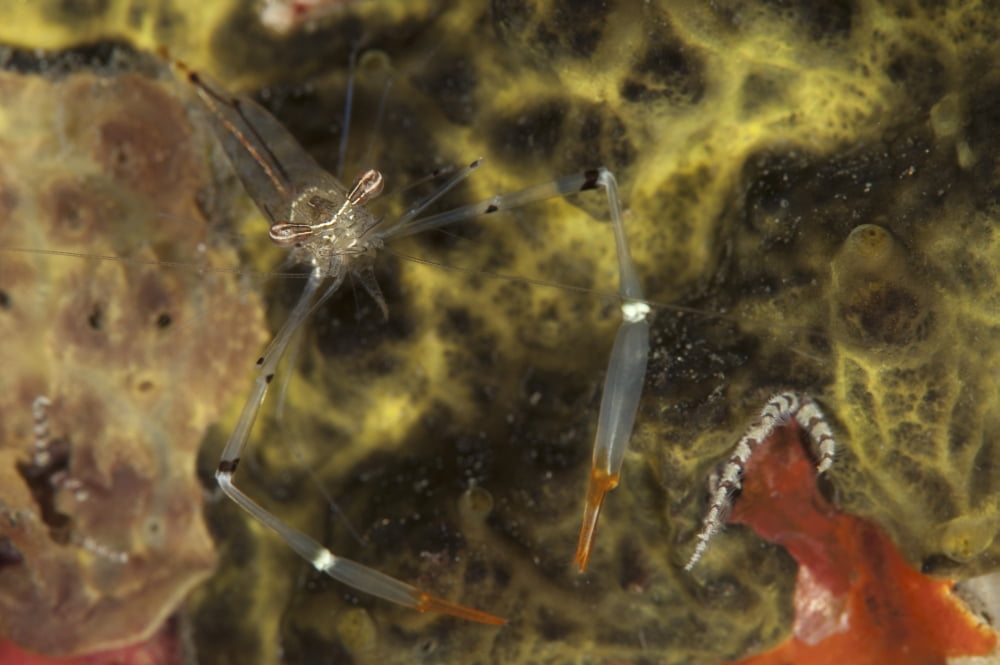 A translucent Cuapetes commensal shrimp with orange claws Canvas Art - Steve JonesStocktrek Images (34 x 23)