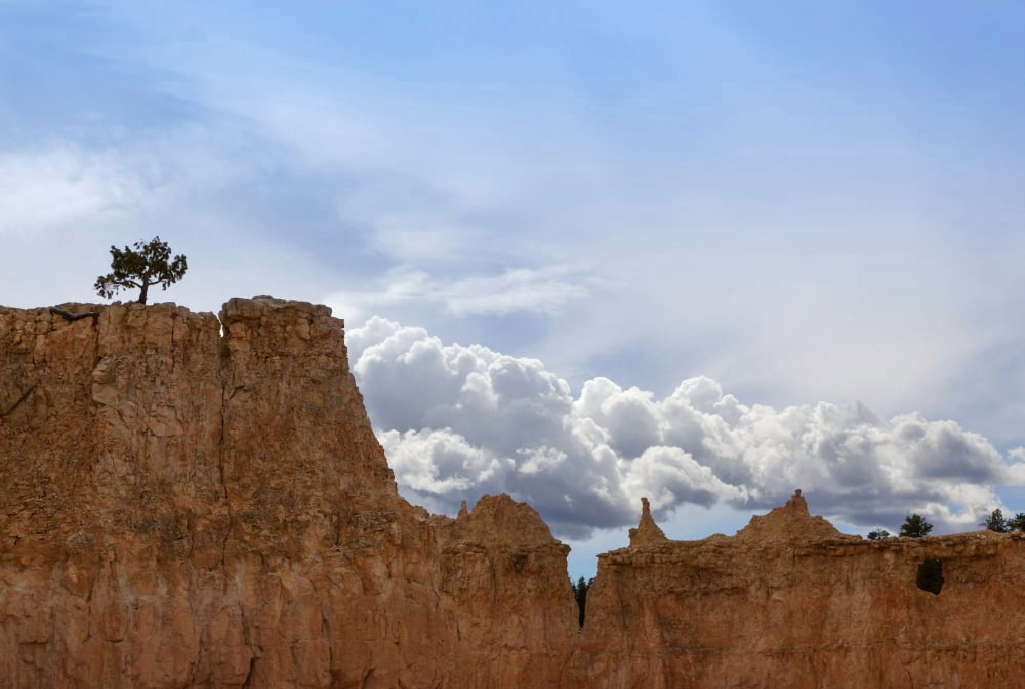 A tree grows alone along the ridges of Bryce Canyon National Park Utah United States of America Canvas Art - Debra Brash Design Pics (18 x 12)