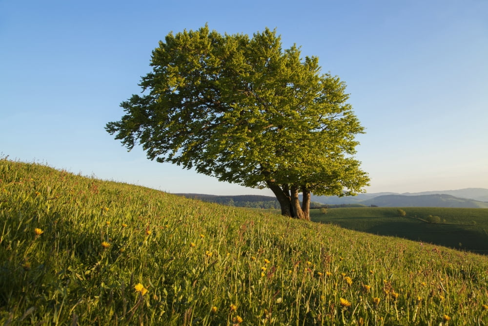 A tree grows on a hillside with blue sky near Schauinsland Black Forest Germany Canvas Art - Carl Bruemmer Design Pics (19 x 12)