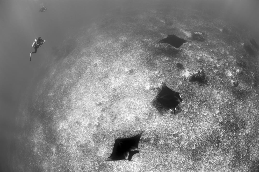 A trio of reef manta rays swimming above a reef top Canvas Art - Steve JonesStocktrek Images (17 x 12)