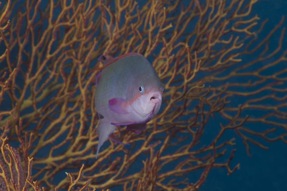 A tropical fish with gorgonian in background Fiji Canvas Art - Terry MooreStocktrek Images (35 x 23)