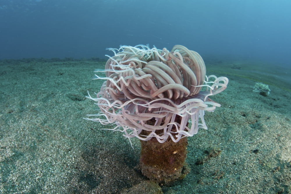 A tube anemone grows on a sandy seafloor in Indonesia Canvas Art - Ethan DanielsStocktrek Images (17 x 12)