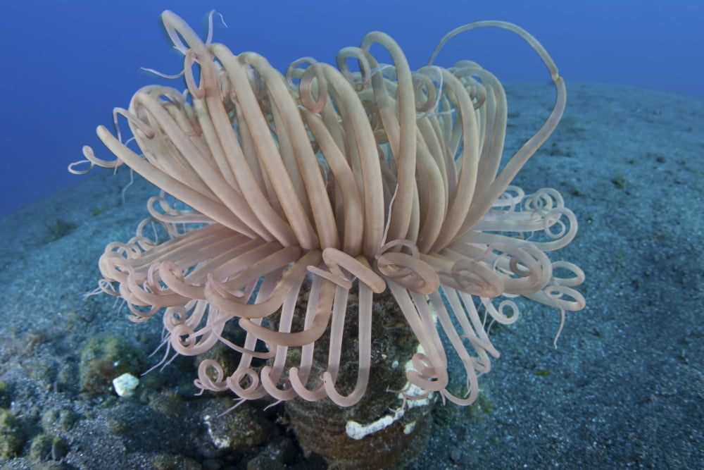 A tube anemone grows on a sandy seafloor in Komodo National Park Canvas Art - Ethan DanielsStocktrek Images (34 x 23)