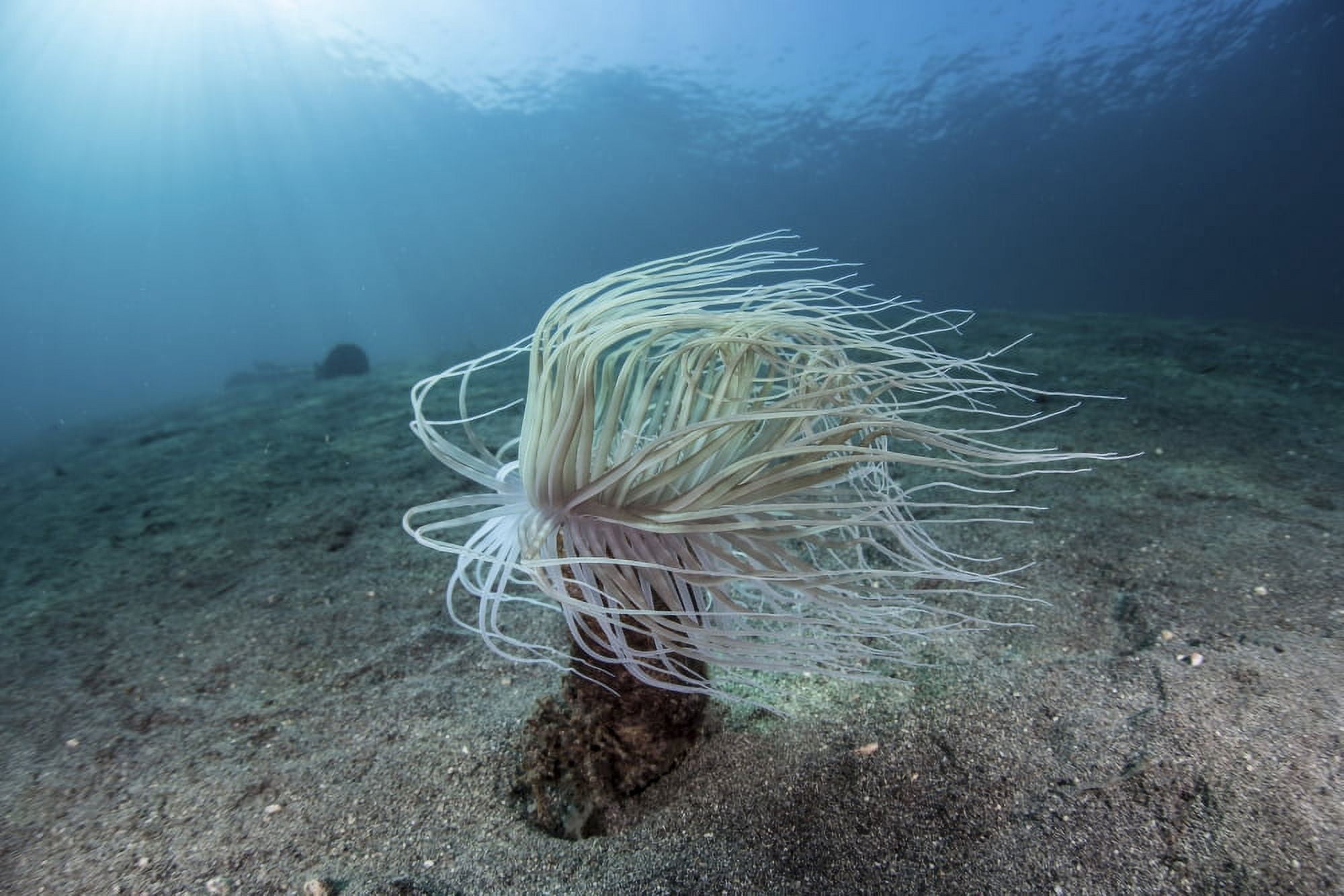 A tube anemone on a sand slope in Indonesia Canvas Art - Ethan DanielsStocktrek Images (35 x 24)