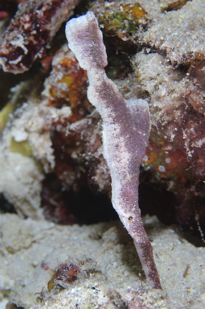 A velvet ghost pipefish Solomon Islands Canvas Art - Steve JonesStocktrek Images (12 x 18)