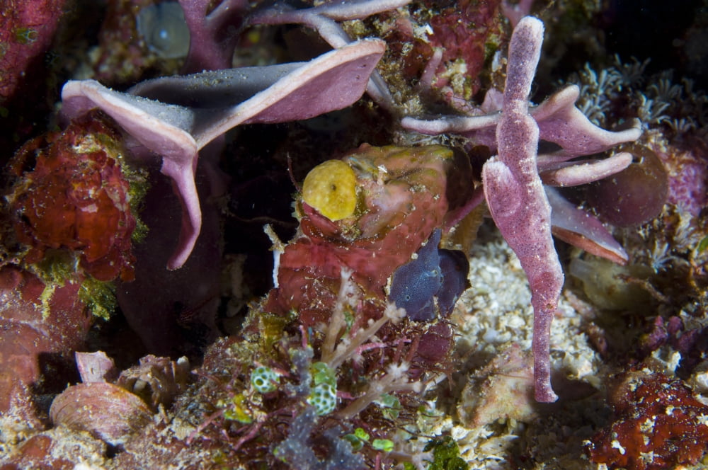 A velvet ghost pipefish amongst colorful coral Canvas Art - Steve JonesStocktrek Images (35 x 23)