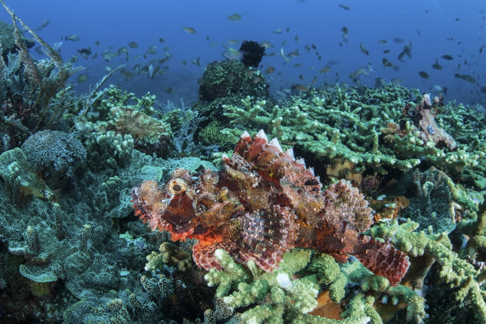 A venomous scorpionfish on a coral reef in Komodo National Park Indonesia Canvas Art - Ethan DanielsStocktrek Images (17 x 12)