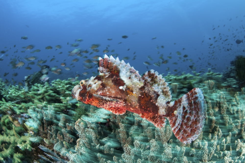 A venomous scorpionfish on a coral reef in Komodo National Park Indonesia Canvas Art - Ethan DanielsStocktrek Images (17 x 12)