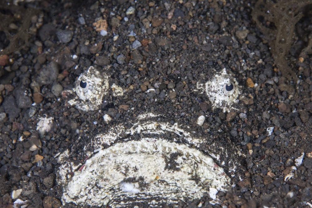 A venomous stonefish camouflages itself in sand Canvas Art - Ethan DanielsStocktrek Images (34 x 23)