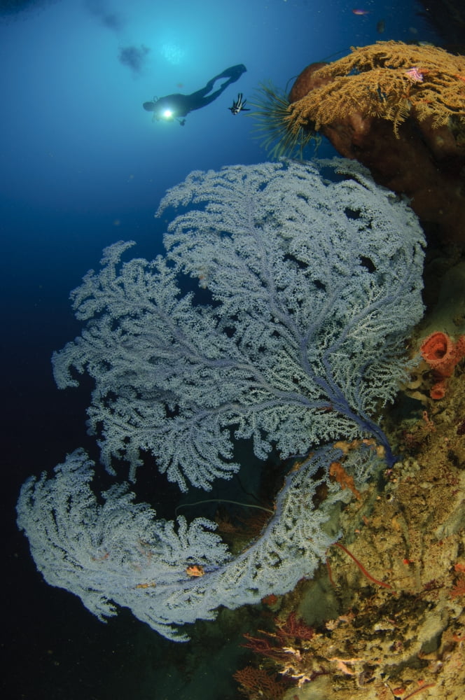 A very rare Blue Sea Fan Gorontalo Indonesia Canvas Art - Steve JonesStocktrek Images (23 x 35)