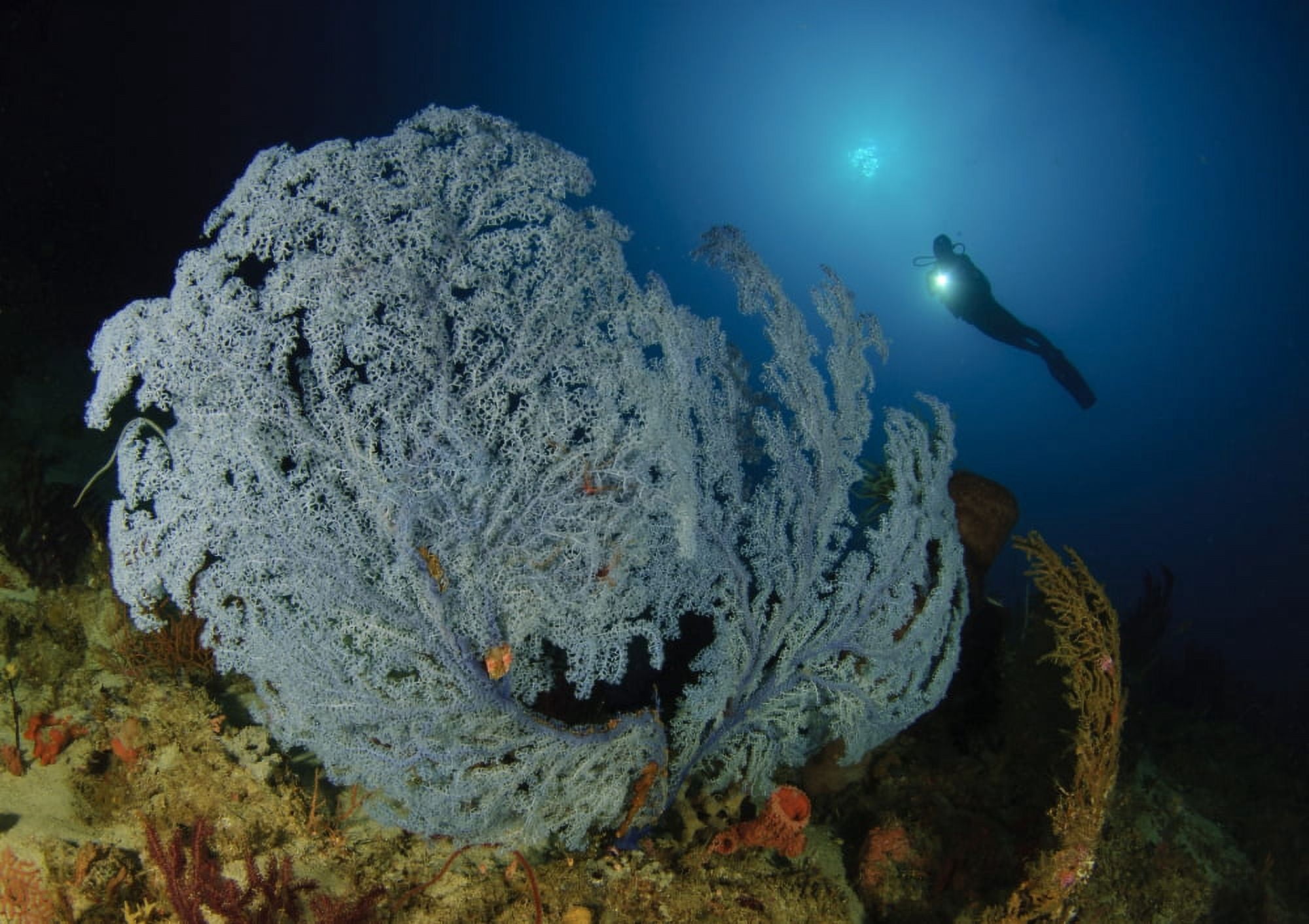 A very rare Blue Sea Fan Gorontalo Indonesia Canvas Art - Steve JonesStocktrek Images (34 x 24)