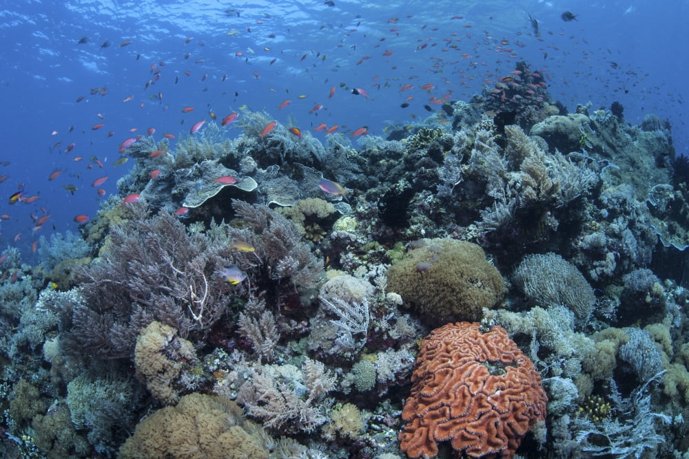 A vibrant and healthy coral reef in Komodo National Park Indonesia Canvas Art - Ethan DanielsStocktrek Images (17 x 12)