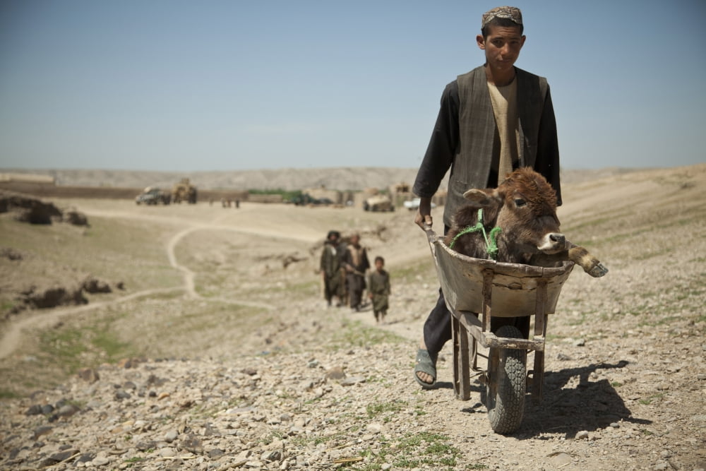 A villager walks with a sick calf in Afghanistan Canvas Art - Stocktrek Images (34 x 23)
