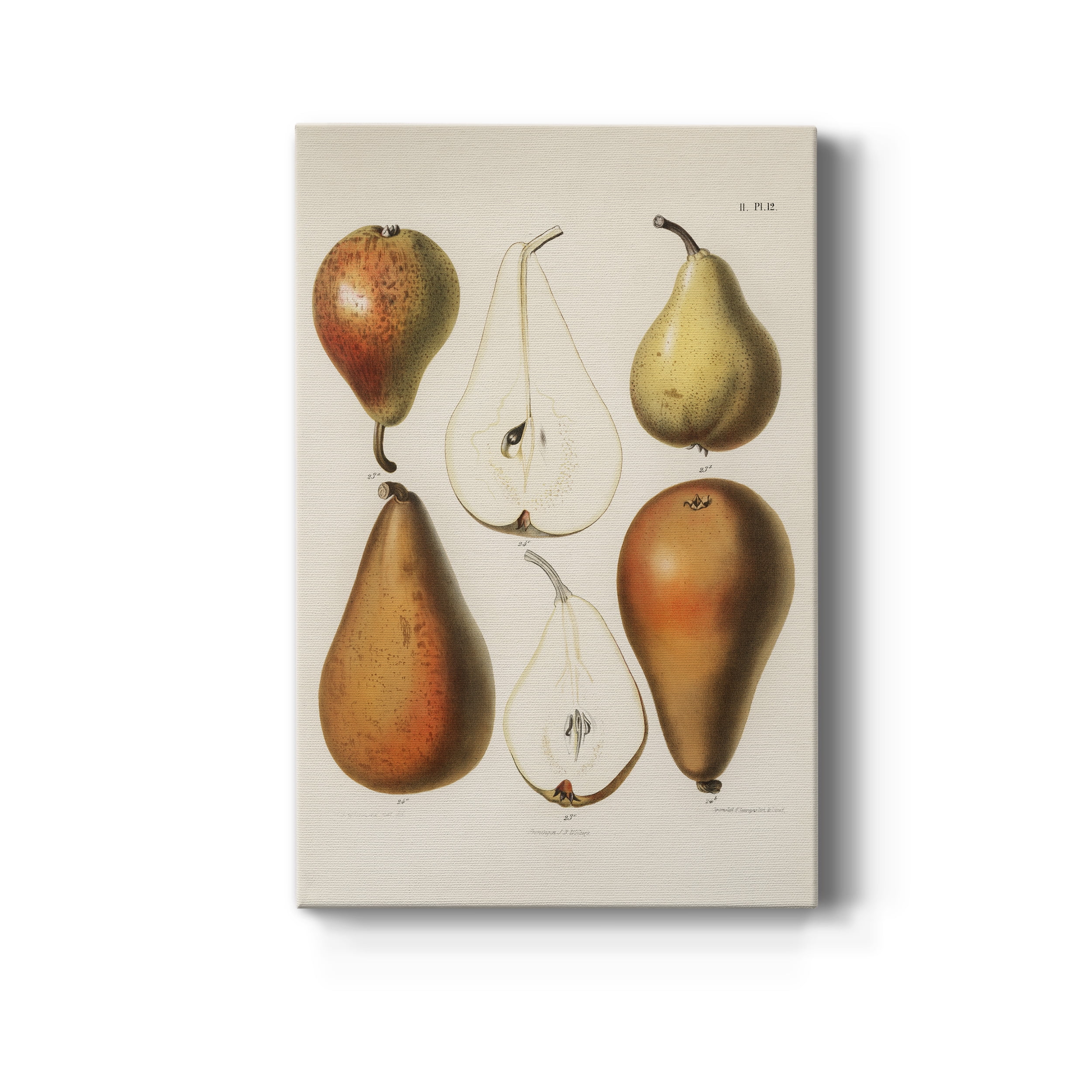 A vintage chromolithograph of fresh pears Premium Gallery Wrapped Canvas - Ready to Hang - 12 x 18