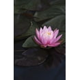 thumbnail image 1 of A water lily blooms in a pond; Astoria, Oregon, United States of America Poster Print (12 x 19), 1 of 2