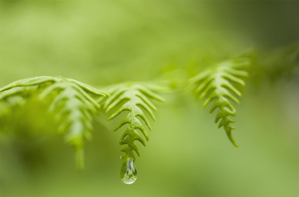 A waterdrop hangs on the edge of a fern frond Manzanita Oregon United States of America Canvas Art - Robert L Potts  Design Pics (38 x 24)