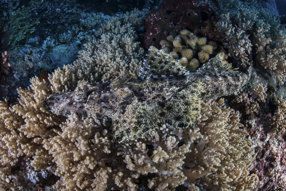 A well-camouflaged Crocodilefish lies on a coral reef in Indonesia Canvas Art - Ethan DanielsStocktrek Images (17 x 12)