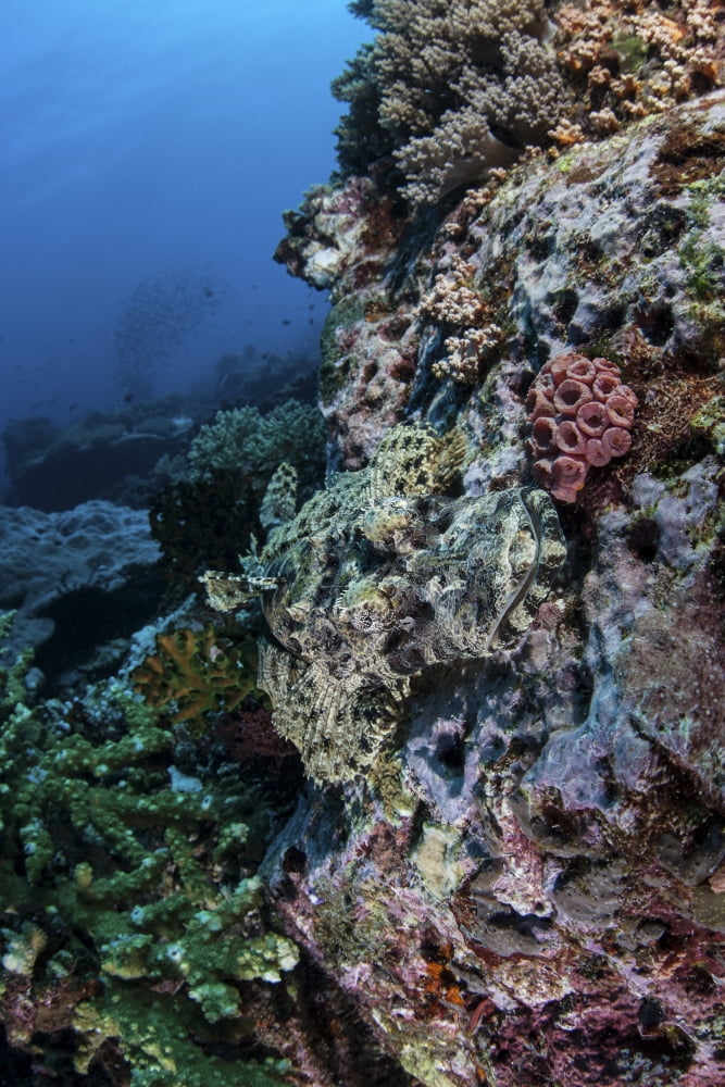 A well-camouflaged Crocodilefish lies on a coral reef in Indonesia Canvas Art - Ethan DanielsStocktrek Images (23 x 34)