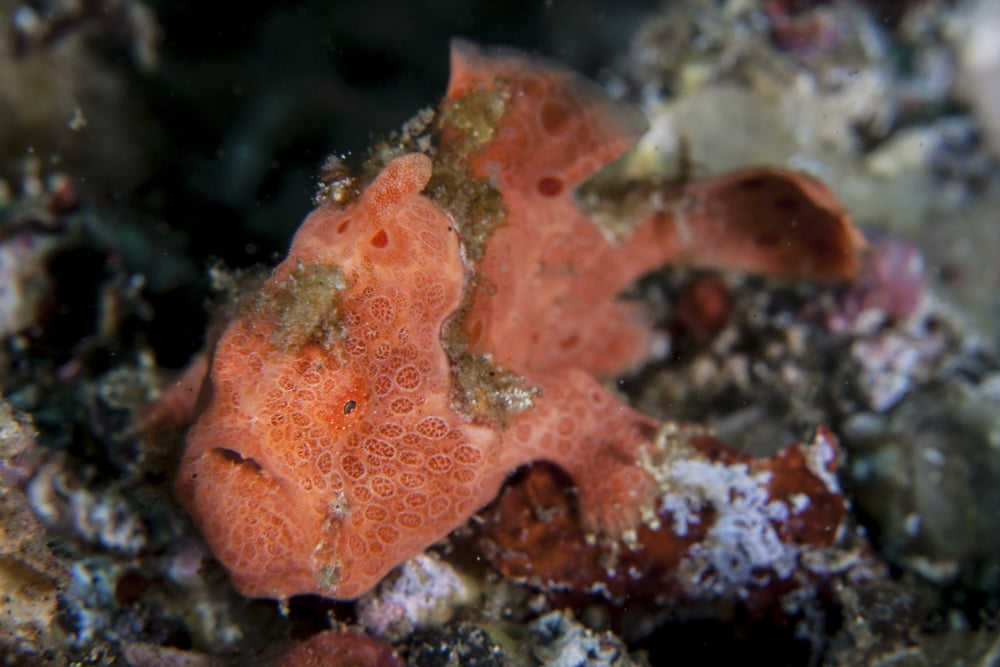 A well-camouflaged frogfish waits to ambush prey Canvas Art - Ethan DanielsStocktrek Images (34 x 23)