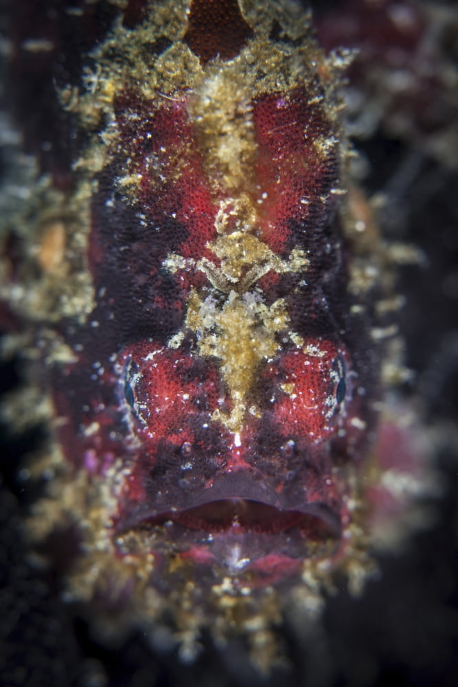 A well-camouflaged frogfish waits to ambush prey on a reef Canvas Art - Ethan DanielsStocktrek Images (23 x 34)