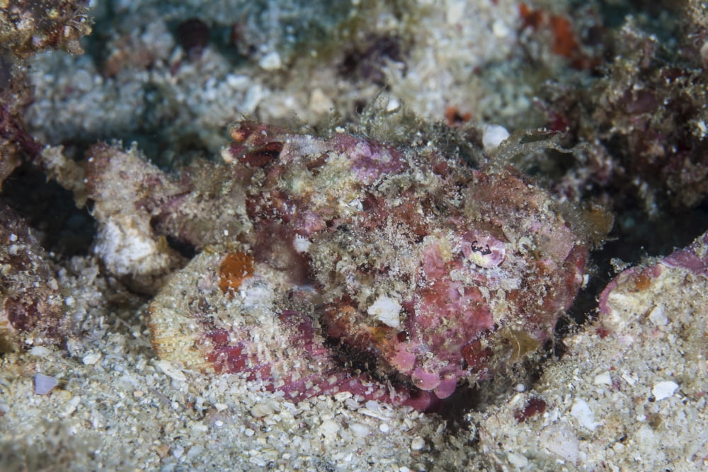 A well-camouflaged scorpionfish lays on a coral reef Canvas Art - Ethan DanielsStocktrek Images (17 x 12)