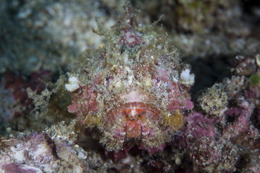 A well-camouflaged scorpionfish lays on a coral reef Canvas Art - Ethan DanielsStocktrek Images (17 x 12)