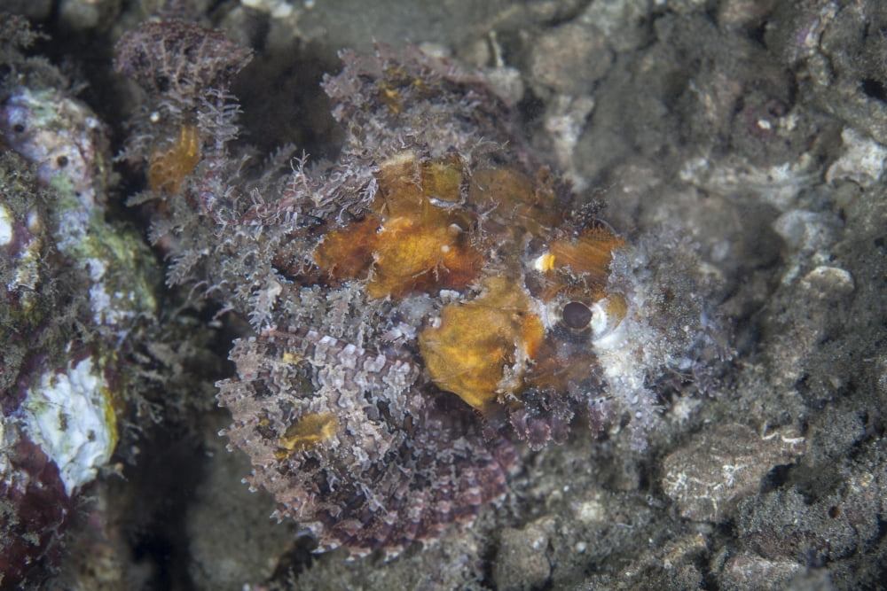 A well-camouflaged scorpionfish lies on an underwater slope Canvas Art - Ethan DanielsStocktrek Images (34 x 23)