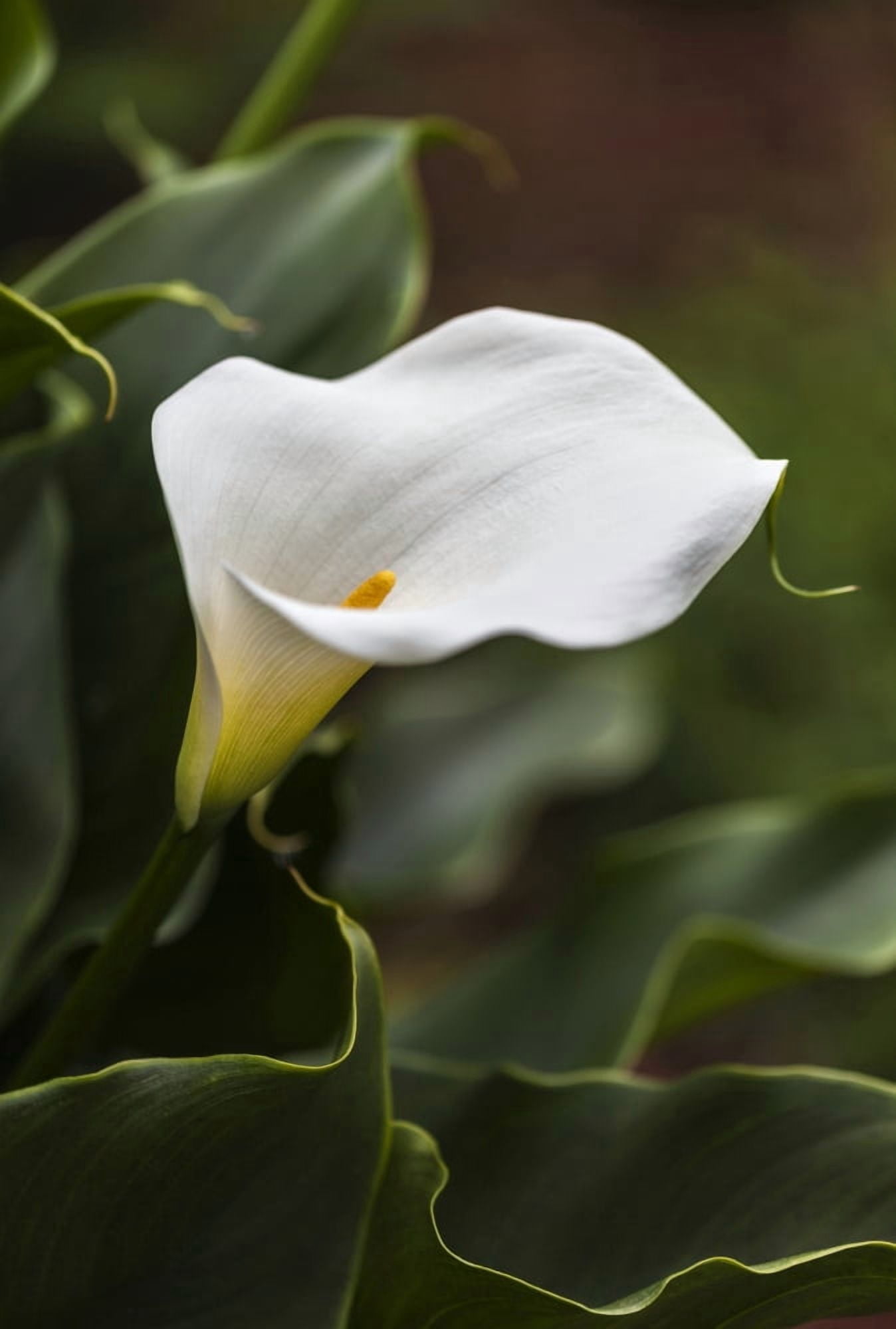 A white Zantedeschia aethiopica known as calla lily and arum lily British Columbia Canada Canvas Art - Debra Brash Design Pics (12 x 18)
