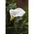 thumbnail image 1 of A white Zantedeschia aethiopica known as calla lily and arum lily; British Columbia Canada Poster Print, 1 of 3