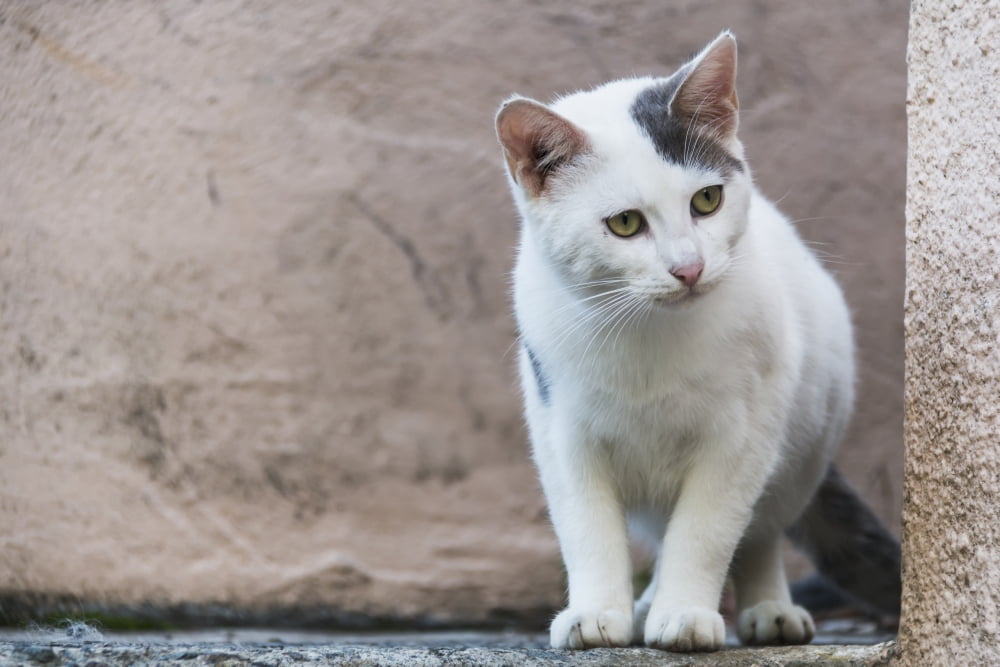 A white cat stands on a ledge Paphos Cyprus Canvas Art - John Short Design Pics (19 x 12)