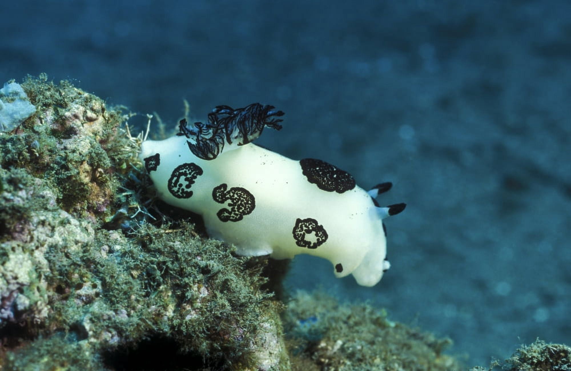 A white colored nudibranch with black feathers and markings Papua New Guinea Canvas Art - Michael WoodStocktrek Images (35 x 23)