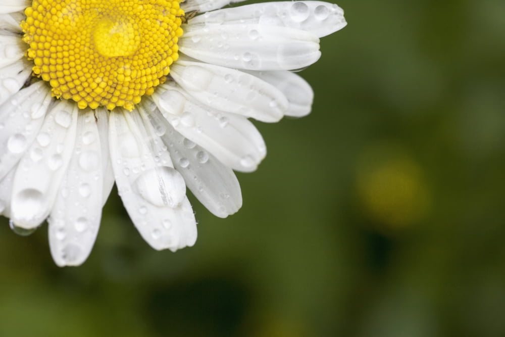 A white daisy with water dropsNorthumberland england Canvas Art - John Short Design Pics (19 x 12)