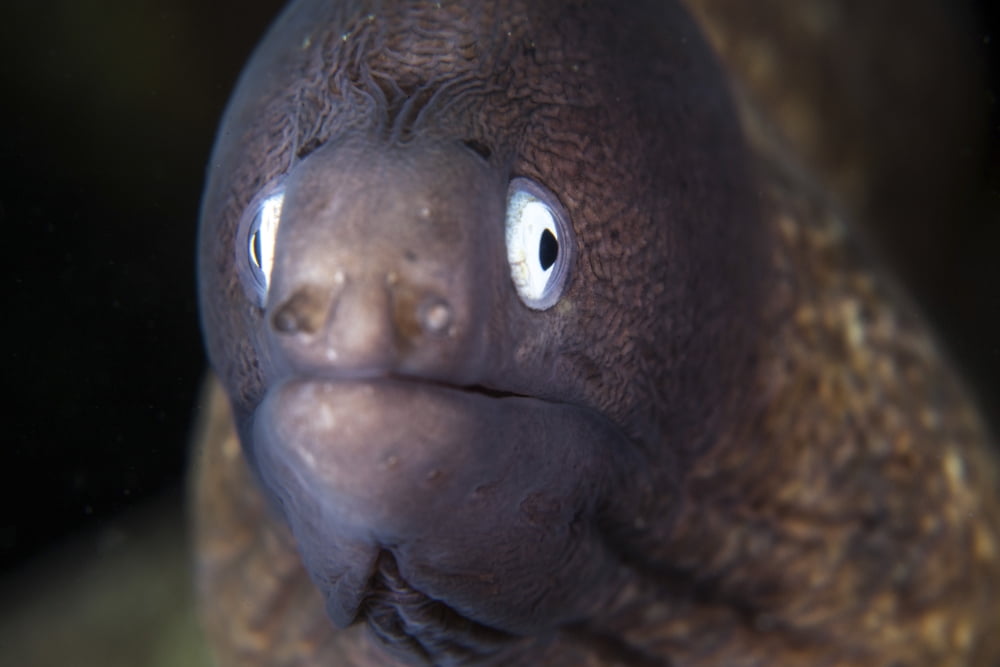 A white-eyed moray eel Canvas Art - Ethan DanielsStocktrek Images (17 x 12)