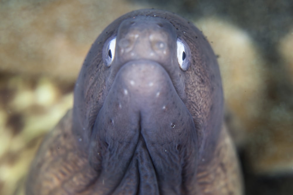 A white-eyed moray eel Canvas Art - Ethan DanielsStocktrek Images (34 x 23)