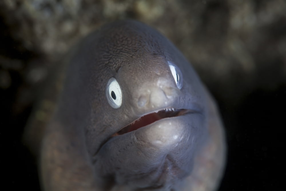 A white-eyed moray eel looks out from a reef crevice Canvas Art - Ethan DanielsStocktrek Images (34 x 23)