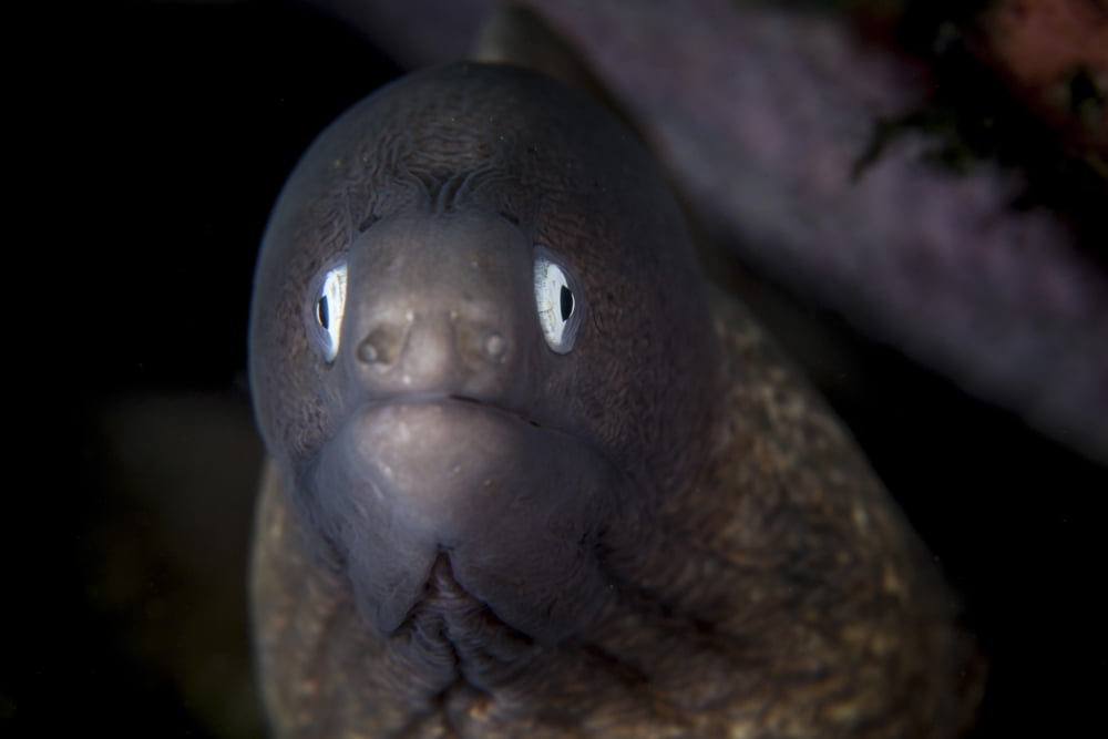A white-eyed moray eel searches for prey on a reef Canvas Art - Ethan DanielsStocktrek Images (34 x 23)
