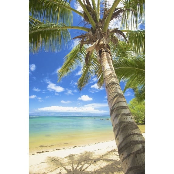 A white sand beach and palm tree along the coast of an hawaiian island;Hawaii united states of america by Kicka Witte / Design Pics (24 x