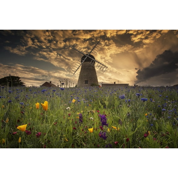 A windmill at sunset with colourful wildflowers in the foreground Whitburn Tyne and Wear England Canvas Art - John Short Design Pics (38 x 24)
