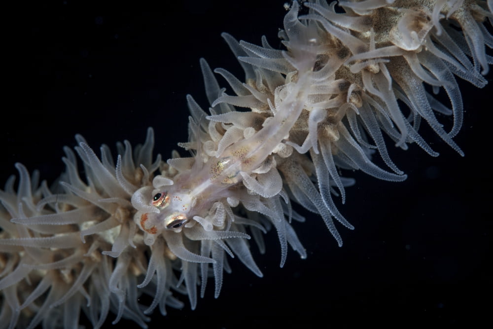 A wire coral goby on a Cirripathes coral in Indonesia Canvas Art - Ethan DanielsStocktrek Images (17 x 12)