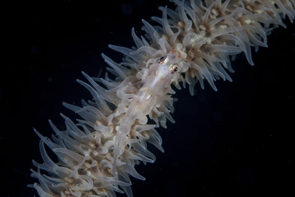 A wire coral goby on a Cirripathes coral in Indonesia Canvas Art - Ethan DanielsStocktrek Images (34 x 23)