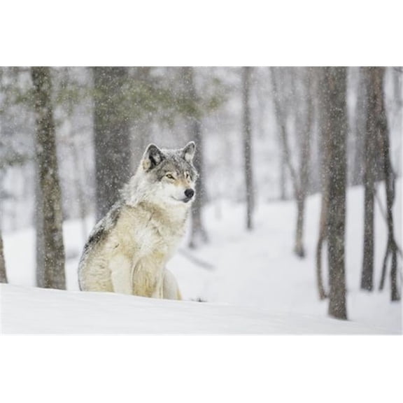 A wolf sitting in a snowfall in a forest Poster Print