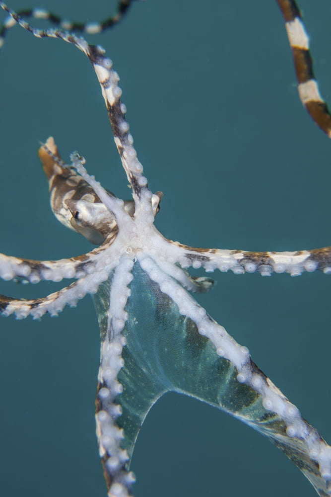 A wonderpus octopus found in Lembeh Strait Indonesia Canvas Art - Ethan DanielsStocktrek Images (23 x 34)