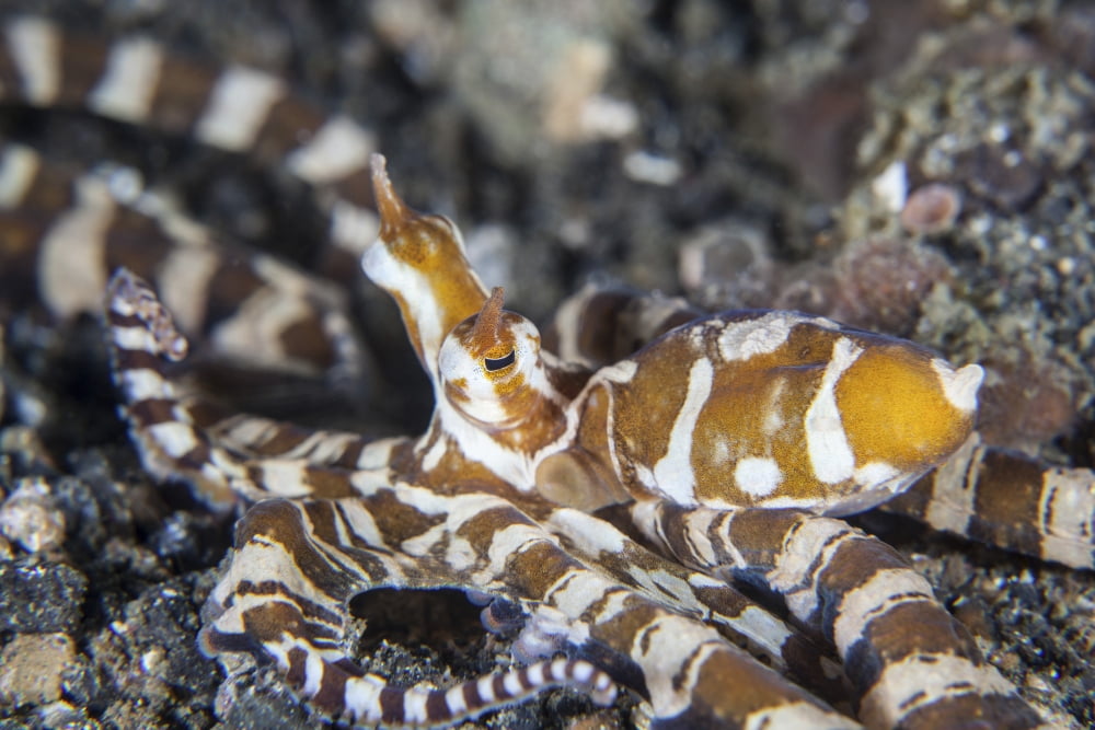 A wonderpus octopus in Lembeh Strait Indonesia Canvas Art - Ethan DanielsStocktrek Images (34 x 23)