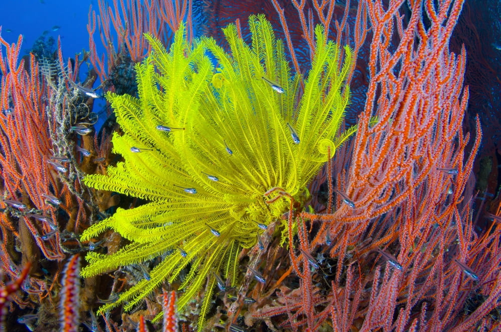 A yellow crinoid feather star against red fan coral Papua New Guinea Canvas Art - Steve JonesStocktrek Images (18 x 12)