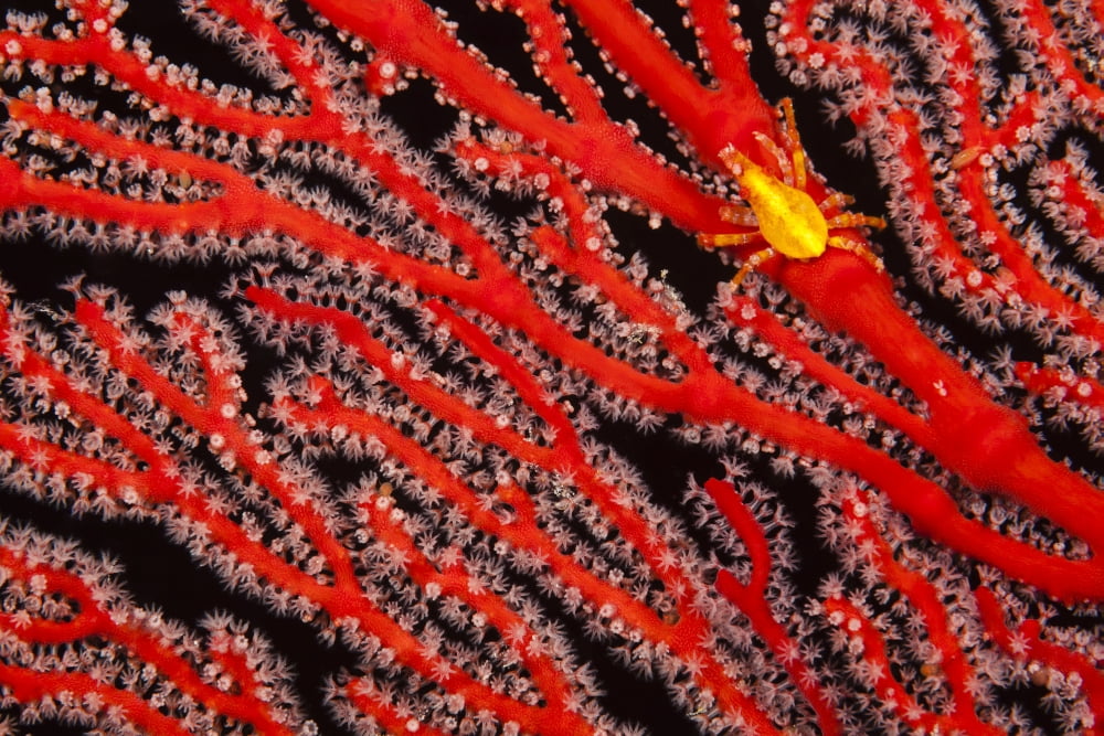 A yellow gorgonian crab (Xenocarcinus depressus) at night on its host a gorgonian coral fan Fiji Canvas Art - Dave Fleetham Design Pics (38 x 24)