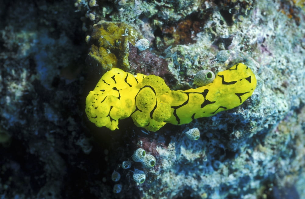 A yellow nudibranch crawling across a colorful reef Papua New Guinea Canvas Art - Michael WoodStocktrek Images (35 x 23)