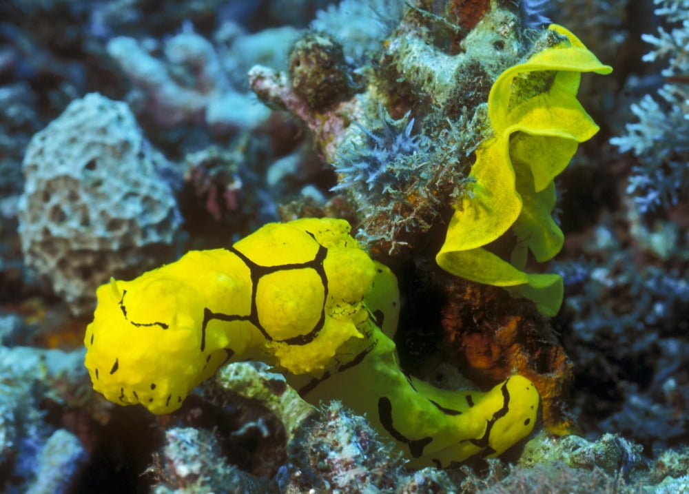 A yellow nudibranch crawling away from its mass egg ribbon Papua New Guinea Canvas Art - Michael WoodStocktrek Images (17 x 12)