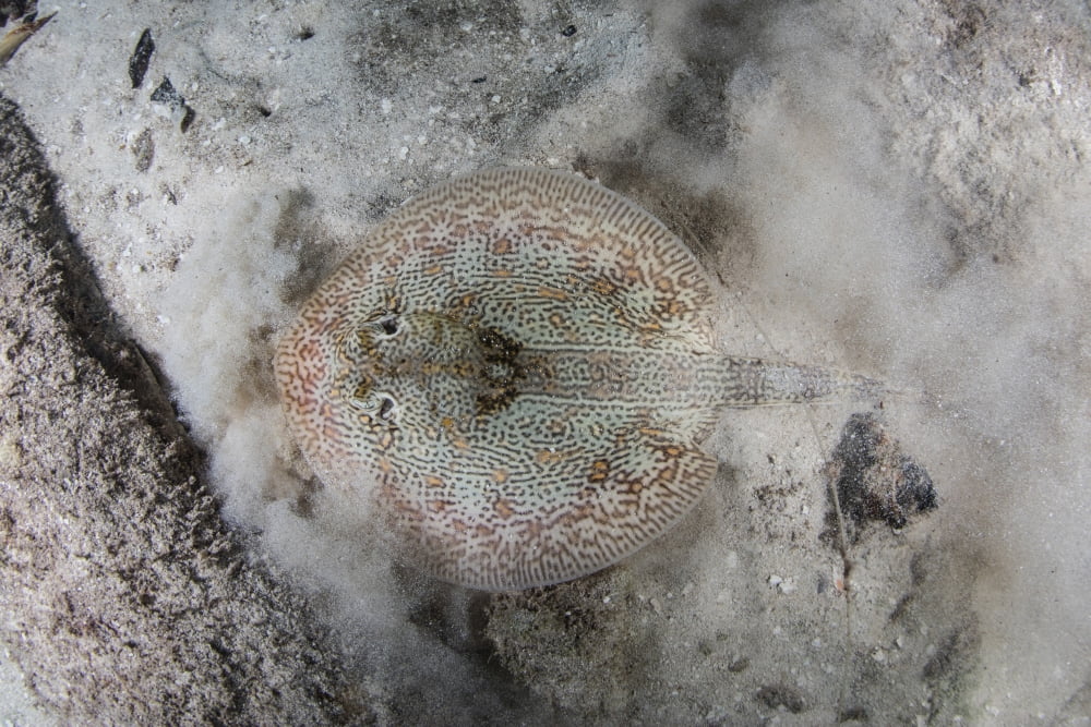 A yellow stingray lays on the sandy seafloor of Turneffe Atoll in Belize Canvas Art - Ethan DanielsStocktrek Images (17 x 12)